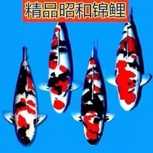日本精品昭和锦鲤鱼招财鱼苗大型种大正昭和锦鲤活体冷水观赏鱼