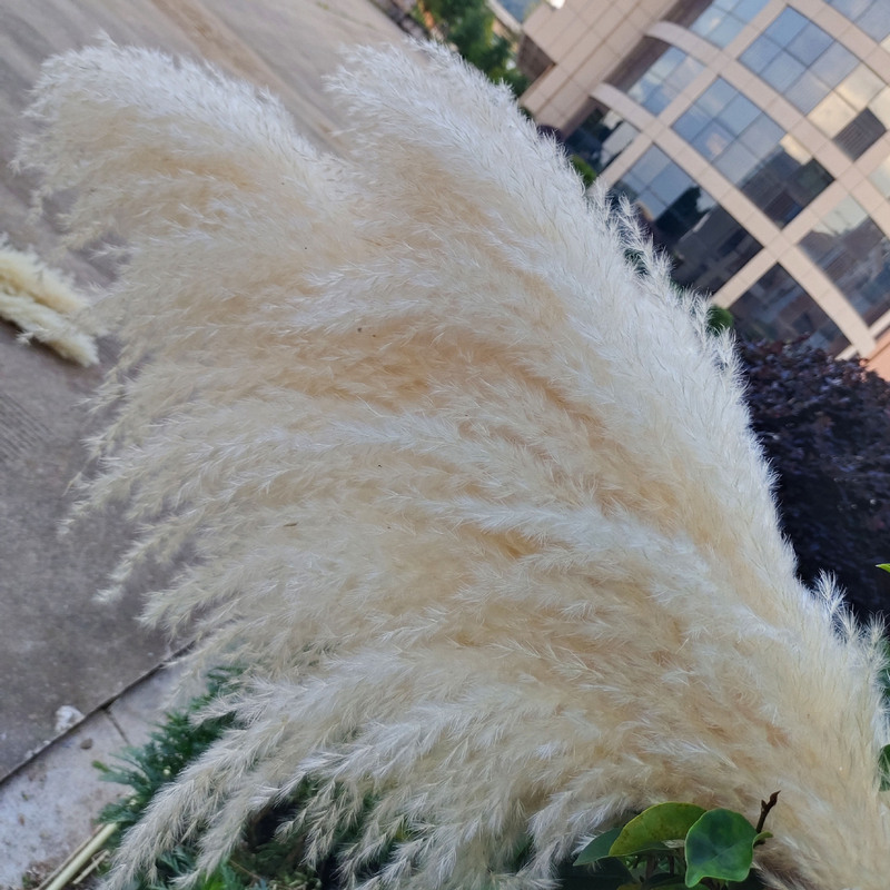 Yunnan Primary Color Large Reed Dried Flowers Beige White Large Reed Wedding Decoration Soft Dress Shooting Props Natural Dried Flowers