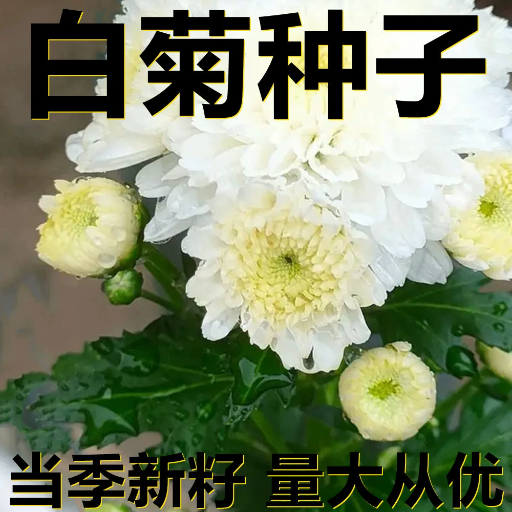 Семена белой хризантемы 250-500г фасованные оптом, прямые поставки с места происхождения, сезонные новые семена, семена садовых растений