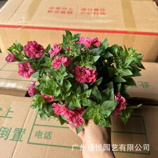 �ذ갫��ţ����ζ���������L�������l�҃�ͥԺ�[�������ͺ�