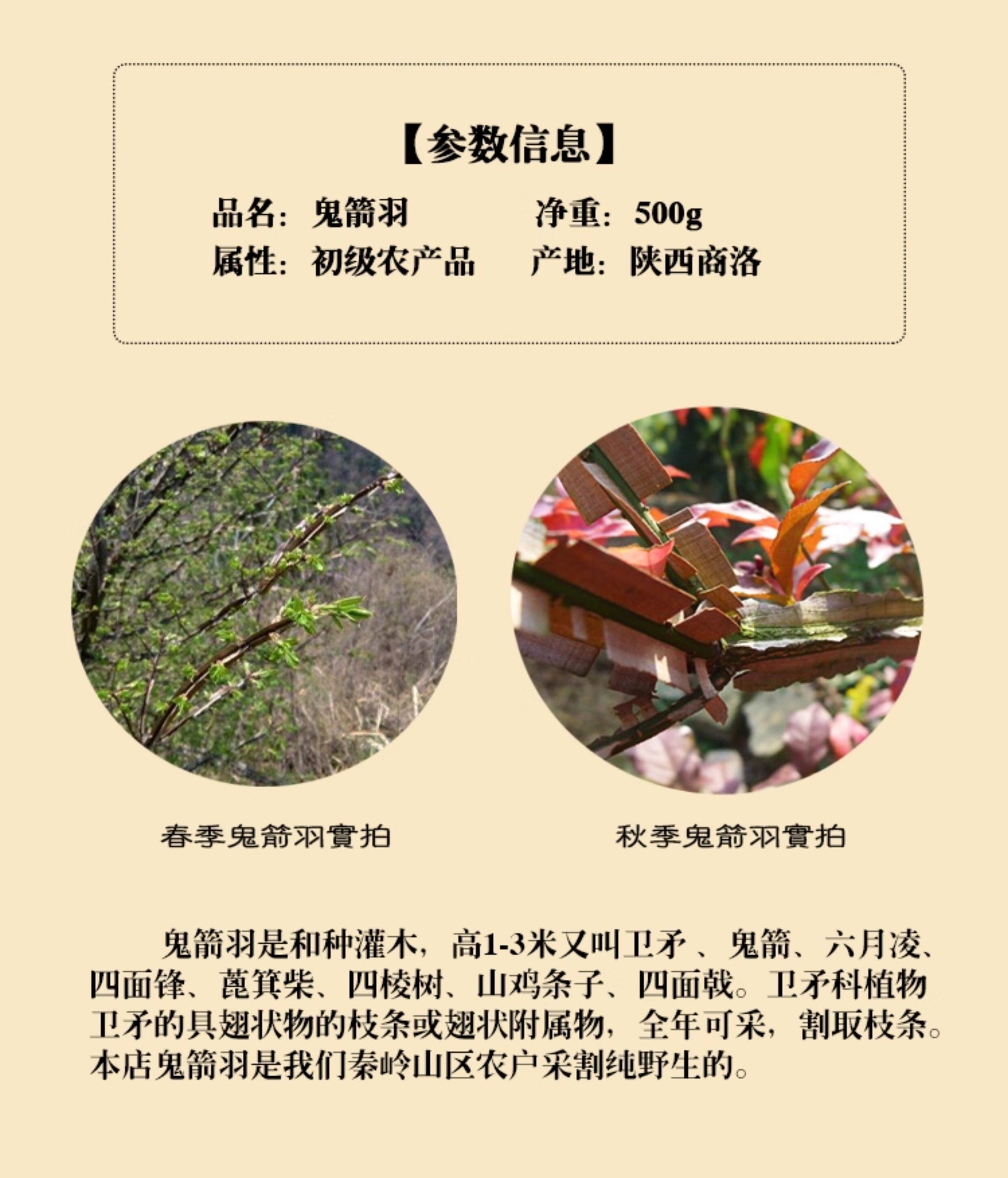 Gui Jian Yu Dried Herb 500g Euonymus alatus Twig Decoction Pieces Traditional TCM Herbal Supply overview