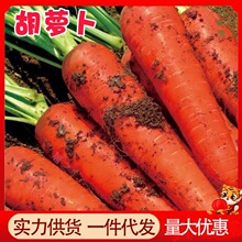 胡萝卜10斤整箱沙地萝卜新鲜蔬菜脆甜爽口带泥批发农家现挖胡萝卜