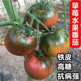 (ˮ����ݮ���ѷN��)������t���߮a���t���N���̨�����߲˷N��