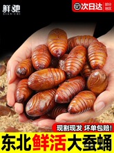 东北鲜活柞蚕蛹大个蚕蛹新鲜活蝉蛹黄蚕蛹大茧蛹高蛋白香蝉蛹500g