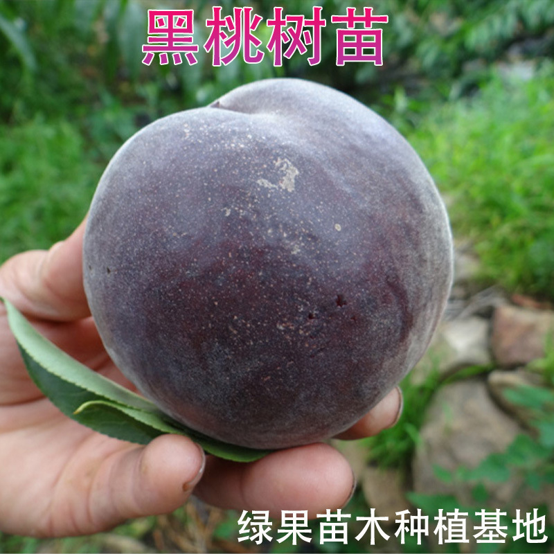 黑桃树苗 黑桃苗 黑桃皇后 桃树苗 嫁接桃苗 果园种植 苗圃 基地