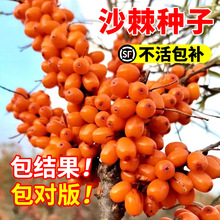 ɳ���N�� ���ɳ���N�� �ļ�ˮ�����׷N �Ϸ������Nֲ ɳ����N��