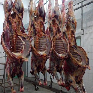 ���r��ţ�����l  ���C�ຣ��ţ���w�r�� �F����ţ�����ķ��w