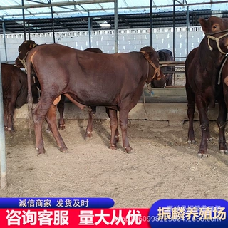 河北哪里有肉牛养殖场 肉牛格 利木赞牛犊 西门塔尔牛
