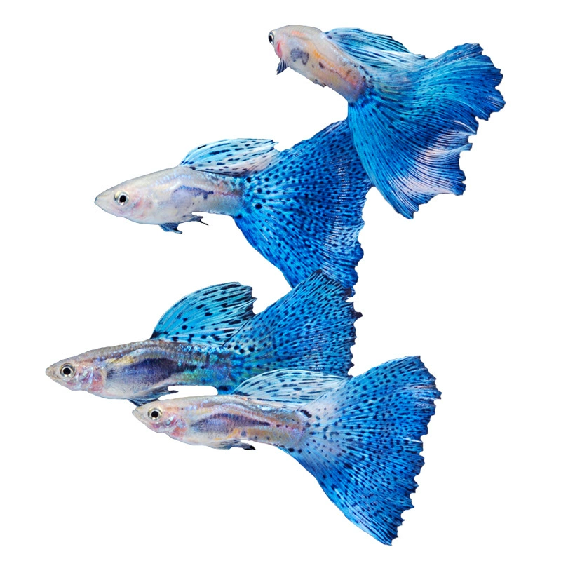 Живая меченосная рыбка (Пецилии ретикулята) — Ice Blue Peacock & Phoenix Tail, 3 см, вариации цвета