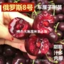 俄罗斯抗旱抗寒地栽樱桃苗