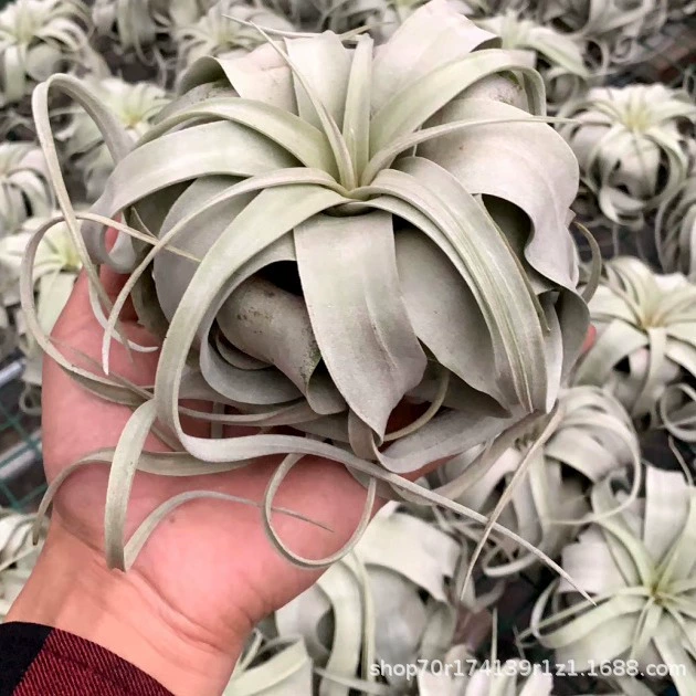 Завод прямых воздуха железа Орхидея беспочвенные завод воздуха железа Орхидея повелитель Оптовая