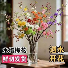 �����_���r��÷���r֦�҃�ˮ���֦�D÷�������ܾGֲ�b��^��