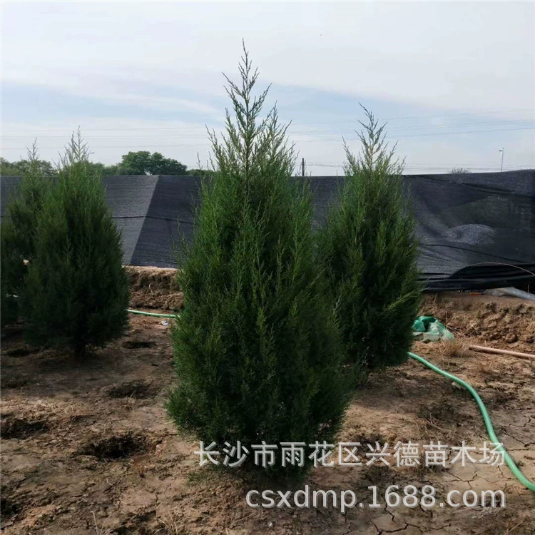 Оптовая продажа кипарисов и саженцев кипариса высотой 1- 2m и полными характеристиками. Скидки на большие объемы