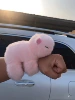 Naked Capybara Pink