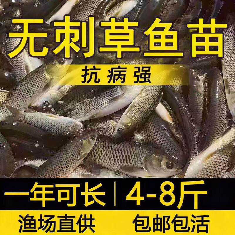 Hubei Barbed-Free Grass Carp Fry for Freshwater Farming, Edible, Half a Pound Extra-Large Barbed-Free Grass Carp Fry Wholesale, Barbed-Free Grass Carp Fry