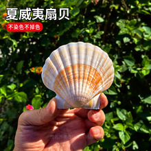 天然海螺贝壳DIY绘画专用壳夏威夷烧烤扇贝壳墙贴鱼缸造景装饰品