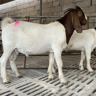 ����ɽ���Bֳ���N�����ĸ���ṩ�Bֳ����ɽ������Xһ��