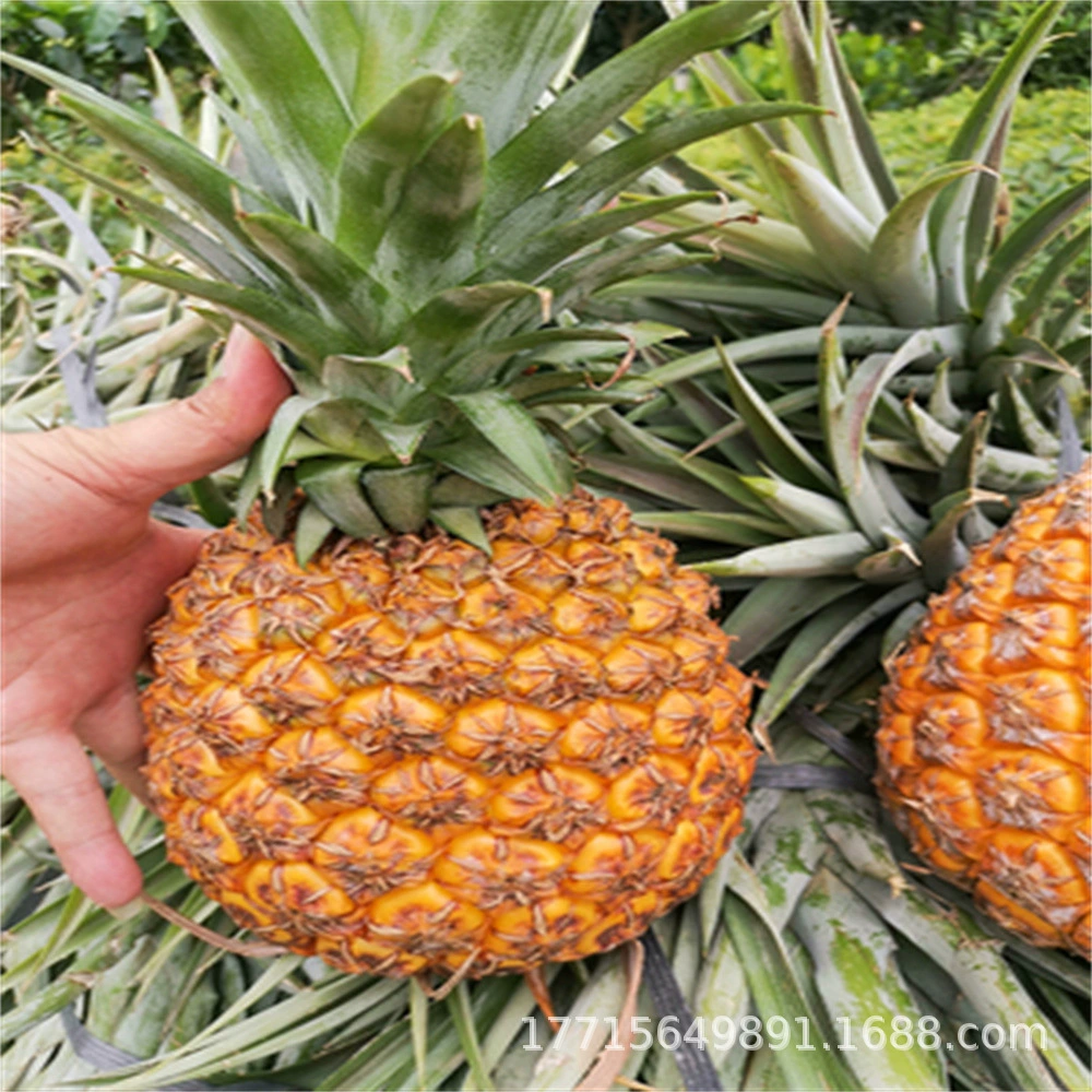 Ананас Саженцы фруктовых деревьев Арбуз Ананас Саженцы в горшках Морозостойкие Север и Юг Посадка Золотой бриллиант Ананас