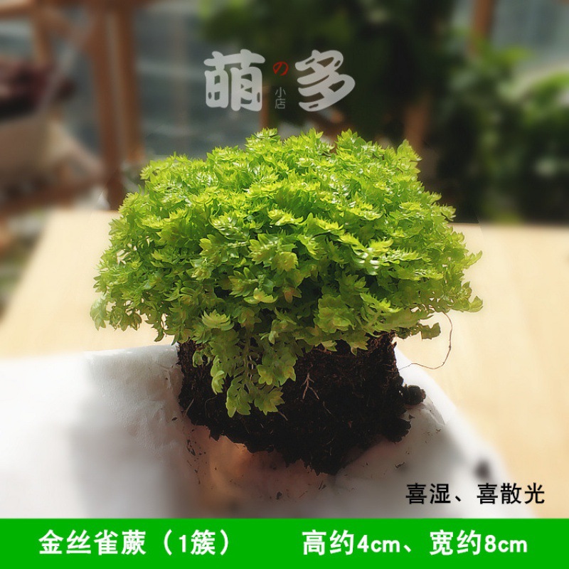 카나리아 양치류 (1 클러스터)