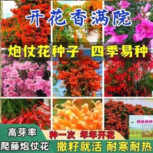 炮仗花种子爬藤花卉大全四季种植绿植庭院围墙老藤垂吊 跨境电商