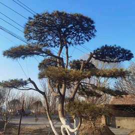 出售常绿性造型油松 庭院别墅绿化用景观松 各种规格造型黑松