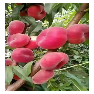 �޽��������Ҙ��� �������� ������t�Ҽt���Ҙ��箔��Y������
