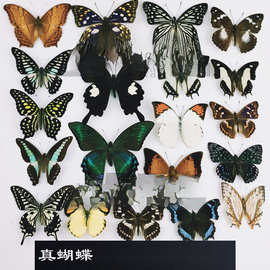 A-品相真蝴蝶标本未展翅原蝶杂蝶昆虫幼儿园教学收藏摄影道具包邮