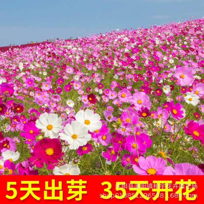 Космос семена цветов Gesang семена цветов красочные Four Seasons посев цветение легко жить семена цветов двор на открытом воздухе посадки