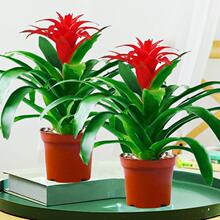鸿运当头盆栽花卉植物室内花客厅四季开花好养活凤梨水培绿植大全