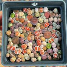 �̨��ʯ�����Ի�����ɫ������B�ײ�����С�ʻ����ֲ��������