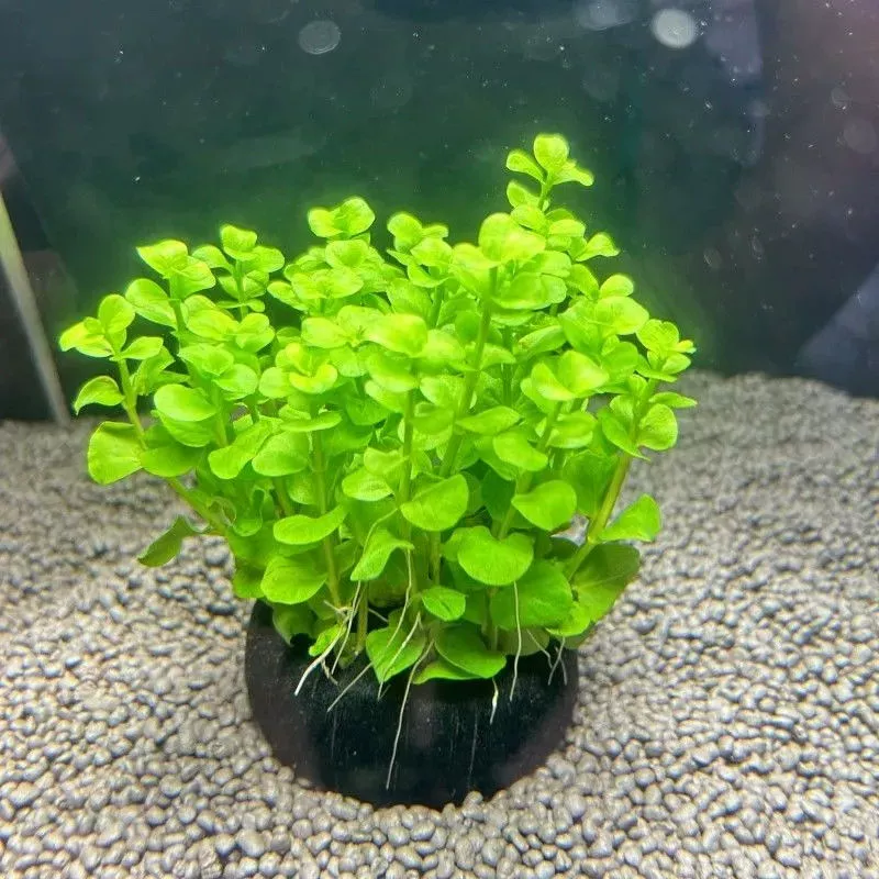 Зеленая денежная трава для ландшафтного дизайна аквариума, маленькая пара листьев, гидропонное отрицательное растение для оксигенации, настоящая водная трава.