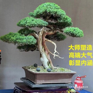 罗汉松盆景老桩松树迎客松造型花卉盆栽真柏黄杨五针松室内外好养-阿里巴巴
