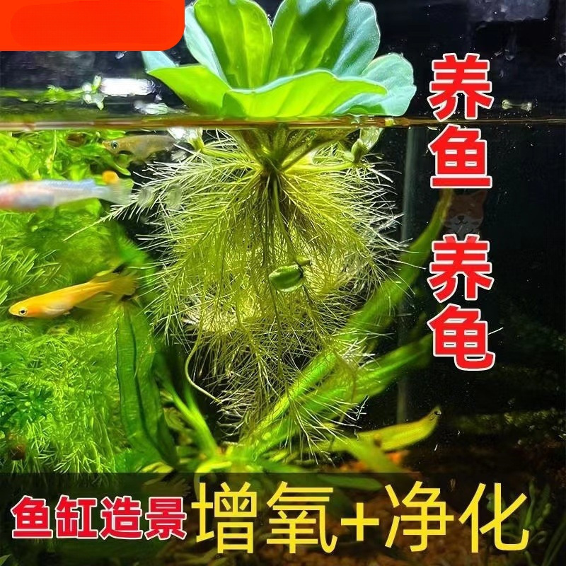 水芙蓉浮萍水草鱼池净化水质植物增氧真草室内外乌龟养鱼种植古法
