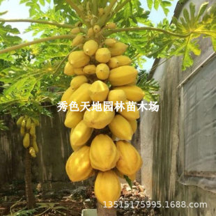 �t��ľ�Ϙ��簫���ش���Ǽt��ľ����ͥԺ����ˮ��ľ�����ļ��Y��