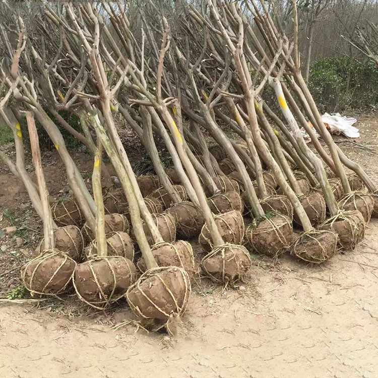 百日红紫薇小苗基地批发公分大花紫薇树苗工程园林绿化规格齐全