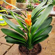 四季长青高档精品君子兰苗大苗室内绿植花卉盆栽