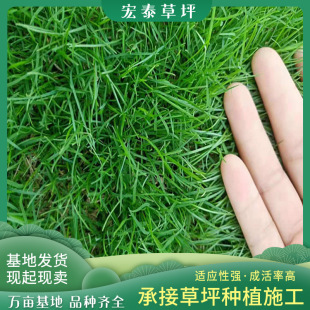Green Lawn with Soil Turf, Evergreen Greenery in All Seasons, Manila Turf Park Lawn