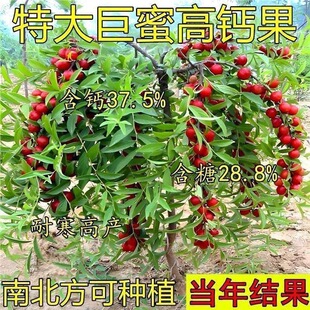 �o�˱����}�������������}�����ͺ��͟���}�����玧�����~�l؛