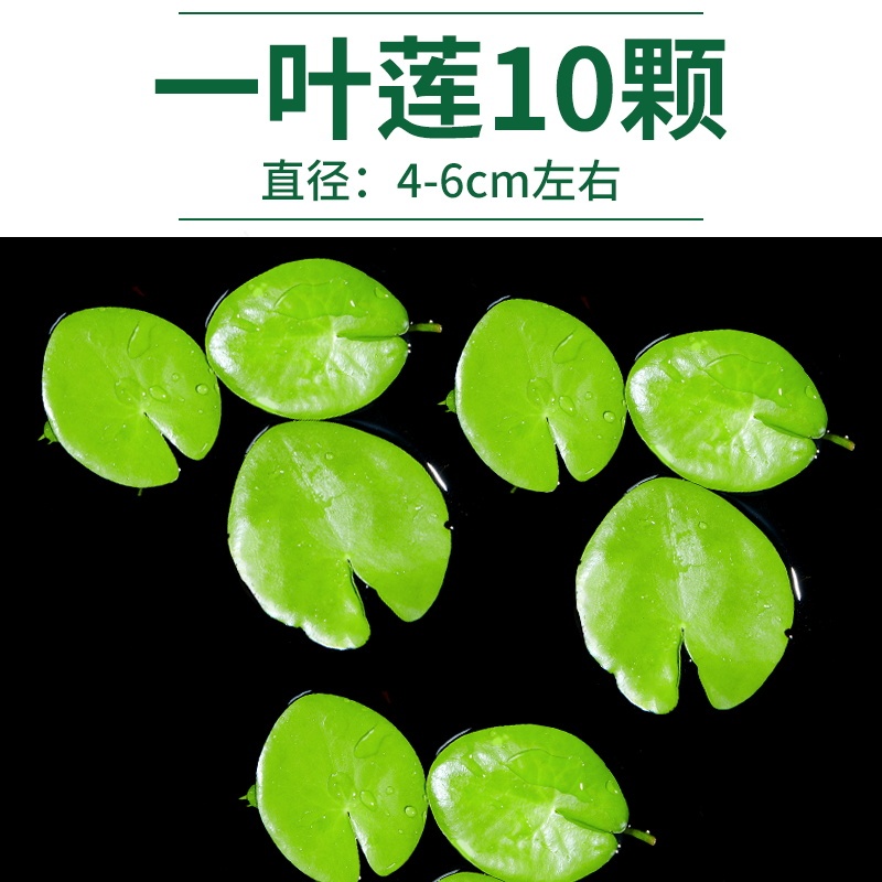 水藻、水草、水槽、水耕栽培、一葉蓮、ウォーターヒヤシンス、ウォーターハイビスカス、古代の養魚と造園、酸素化された本物の水草|undefined