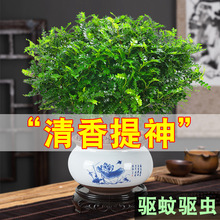 清香胡椒木盆栽花卉植物室内客厅好养防驱蚊草盆景净化空气小绿植
