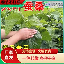 һ�����l���~�Qɣ�������ϱ������ԷNֲ�B�Qɣ��С������ɣ�����