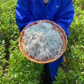 莓茶定制款 张家界霉茶嫩芽芽尖非永顺恩施来凤藤茶