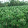 園林綠化苗木庭院植物花卉黑松樹苗黑松苗盆景苗日本黑松四季常青