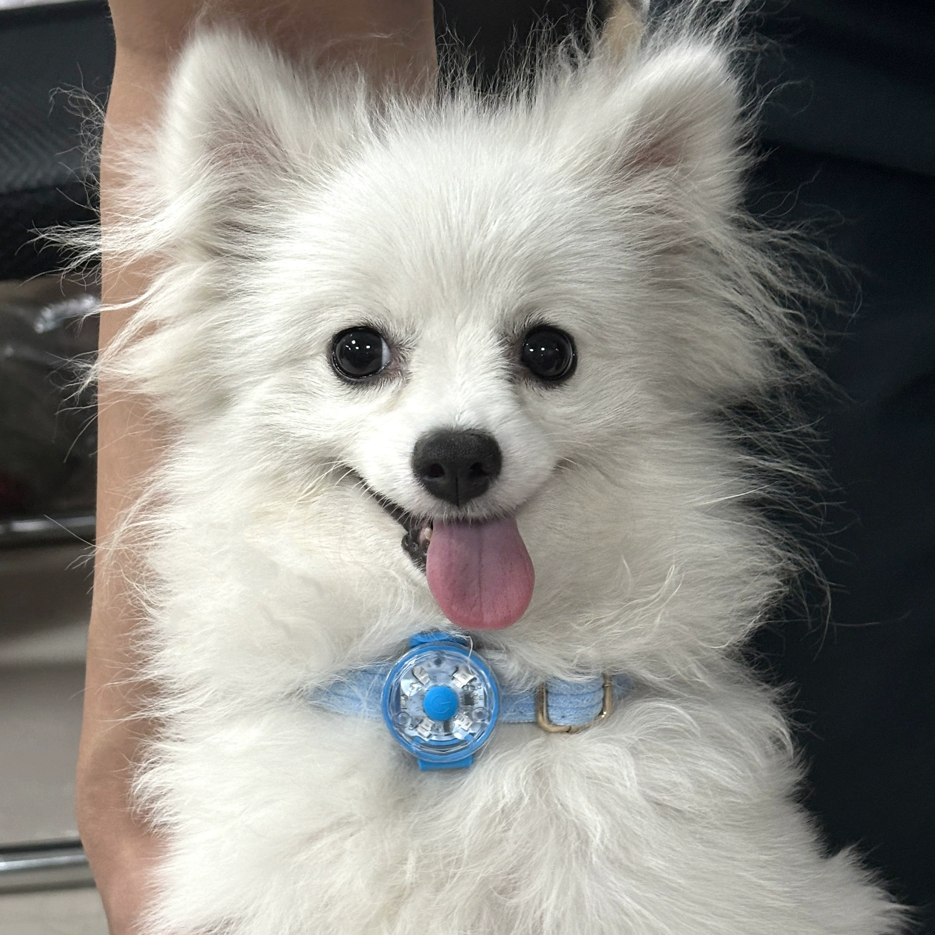 Светодиодные подвески для домашних животных ночные огни для собак выходят на улицу