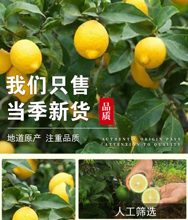 Freeze-Dried Lemon Slices (Citrus limon) — Anyue Lemon Tea, 200g Pouch specifications