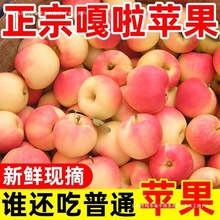包邮新鲜苹果嘎啦果当季水果孕妇非红富士美八整箱批发条红或片红