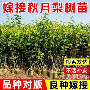 ����ֱ�l�����޽ӹ���ɳ��������������S�������I�B��