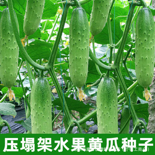 ������ˮ���S�ϷN�Ӵ�ȫ��M�����С�S�ϷN���ļ��r�������߲�