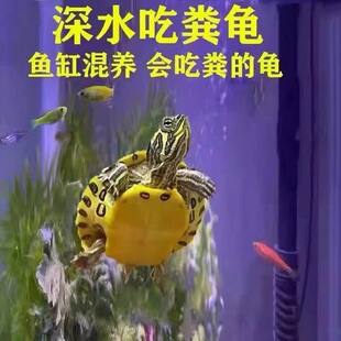Deep-Water Turtle Yellow-Eared Turtle Fish Tank Mixed Breeding Purebred Rare Side Jin Cold Water Aquarium Ornamental Pet Xiaoqimei Trading Company