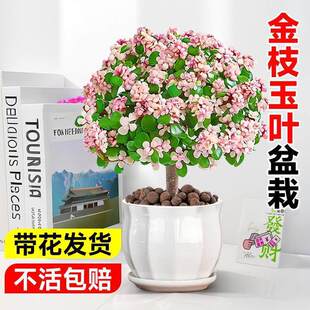 ��֦���~�Ϙ����������辰��ˮ���ļ����ܺ��B�����҃�С����ֲ��